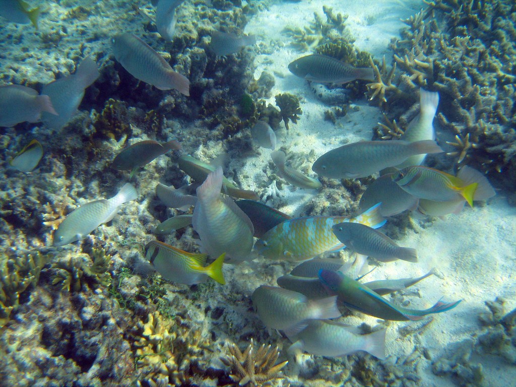 Reef & Marine Life